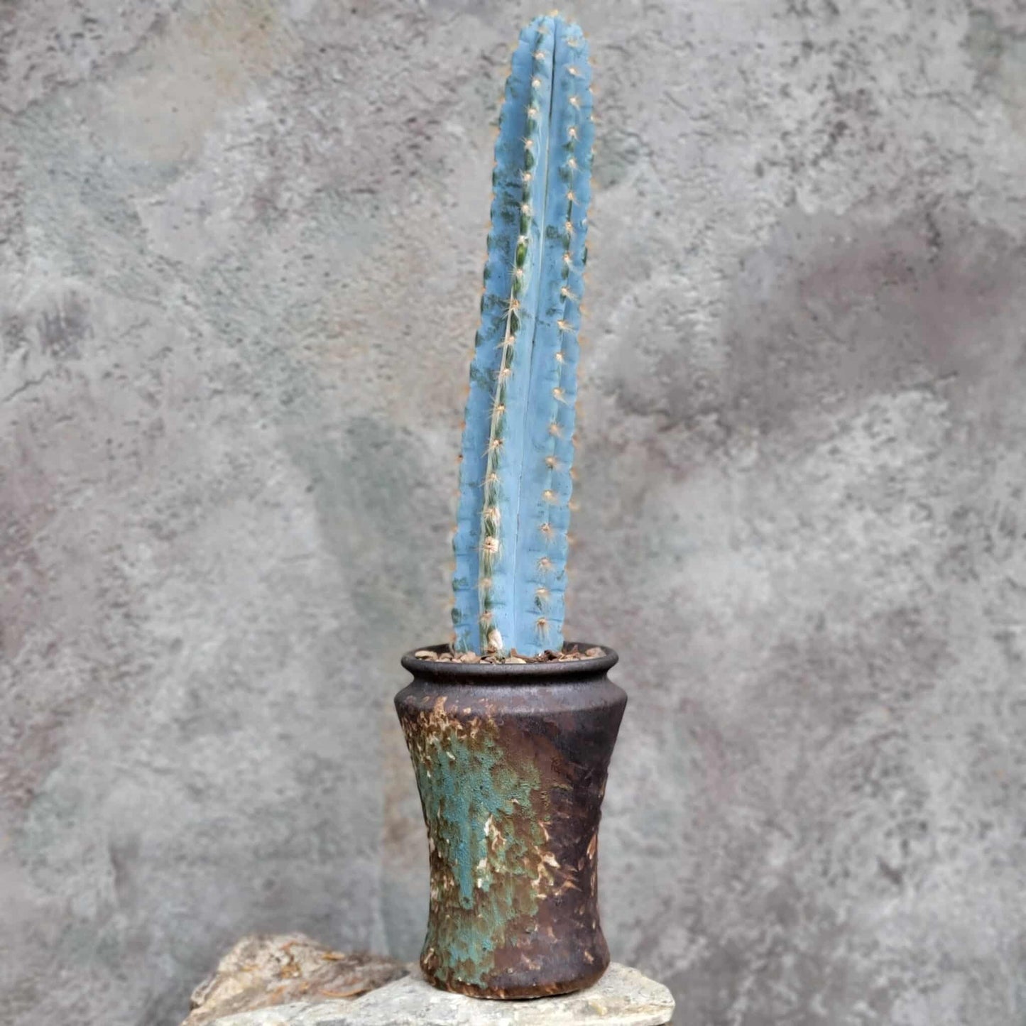 Pilosocereus Pachycladus - Blue Columnar Cactus