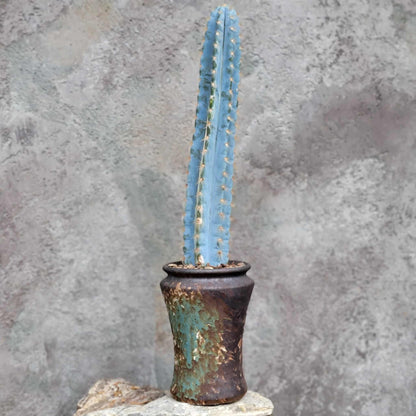 Pilosocereus Pachycladus - Blue Columnar Cactus