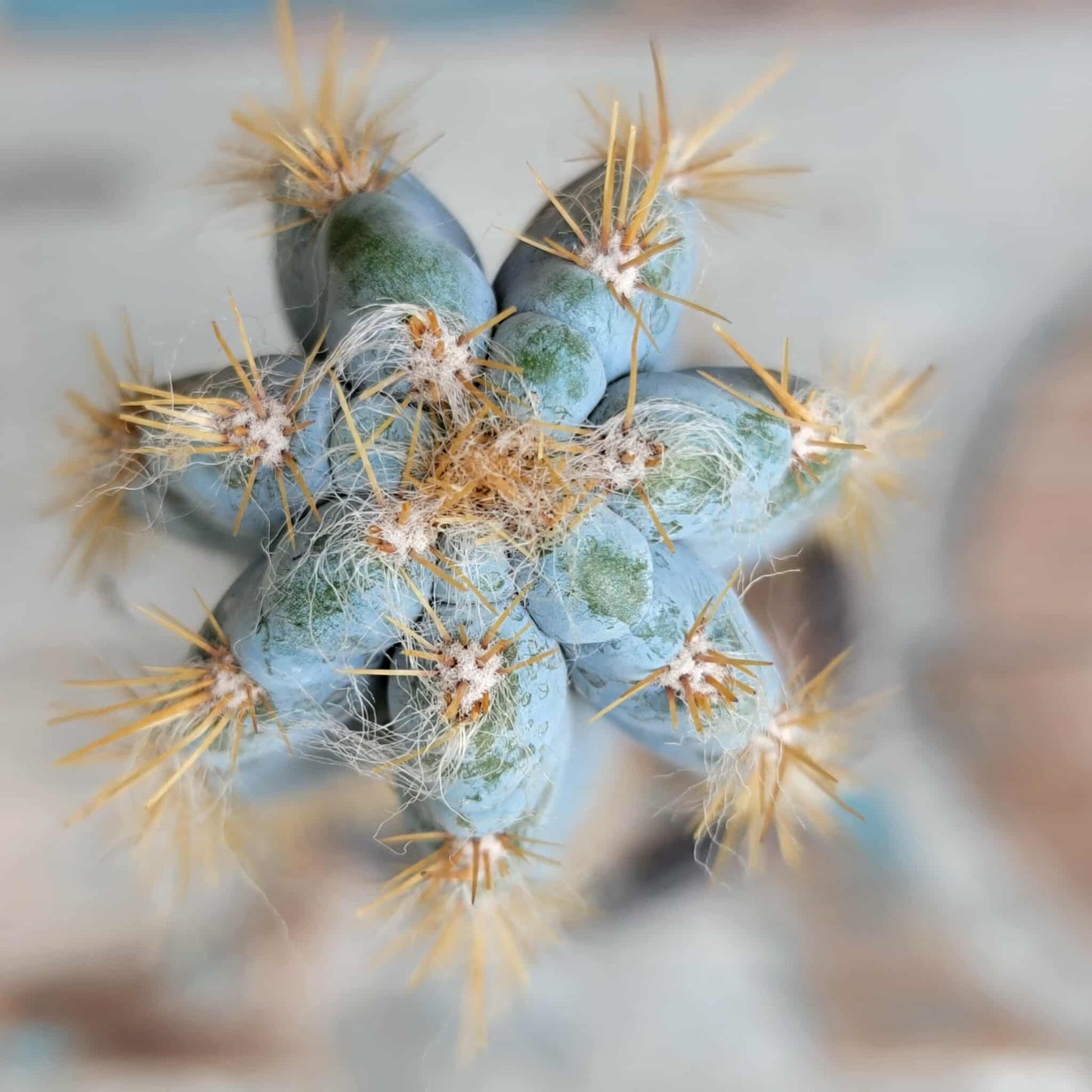 Pilosocereus Pachycladus - Blue Columnar Cactus
