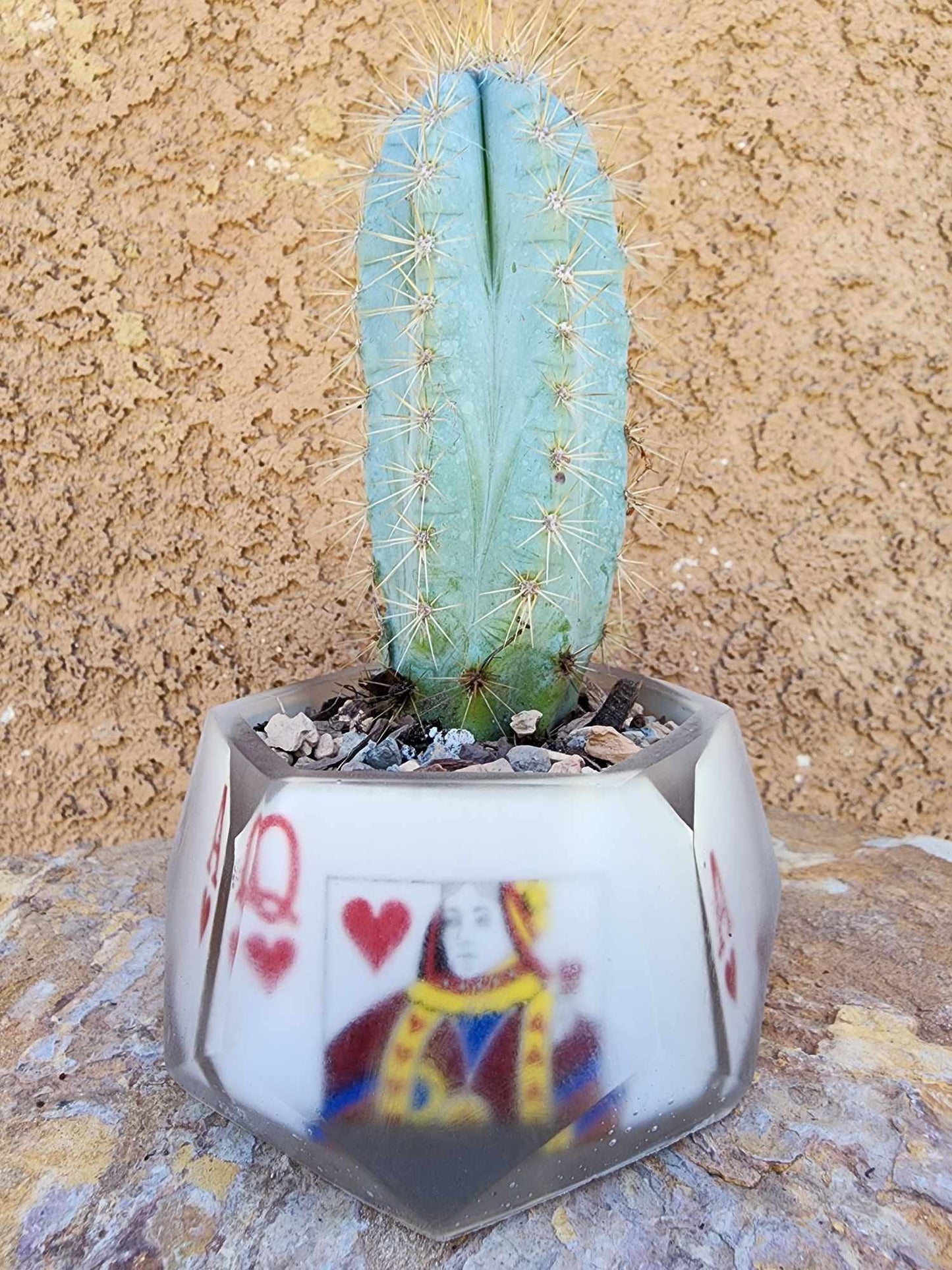 Pilosocereus Pachycladus