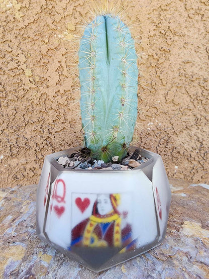 Pilosocereus Pachycladus
