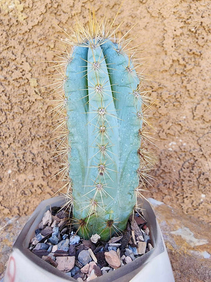 Pilosocereus Pachycladus