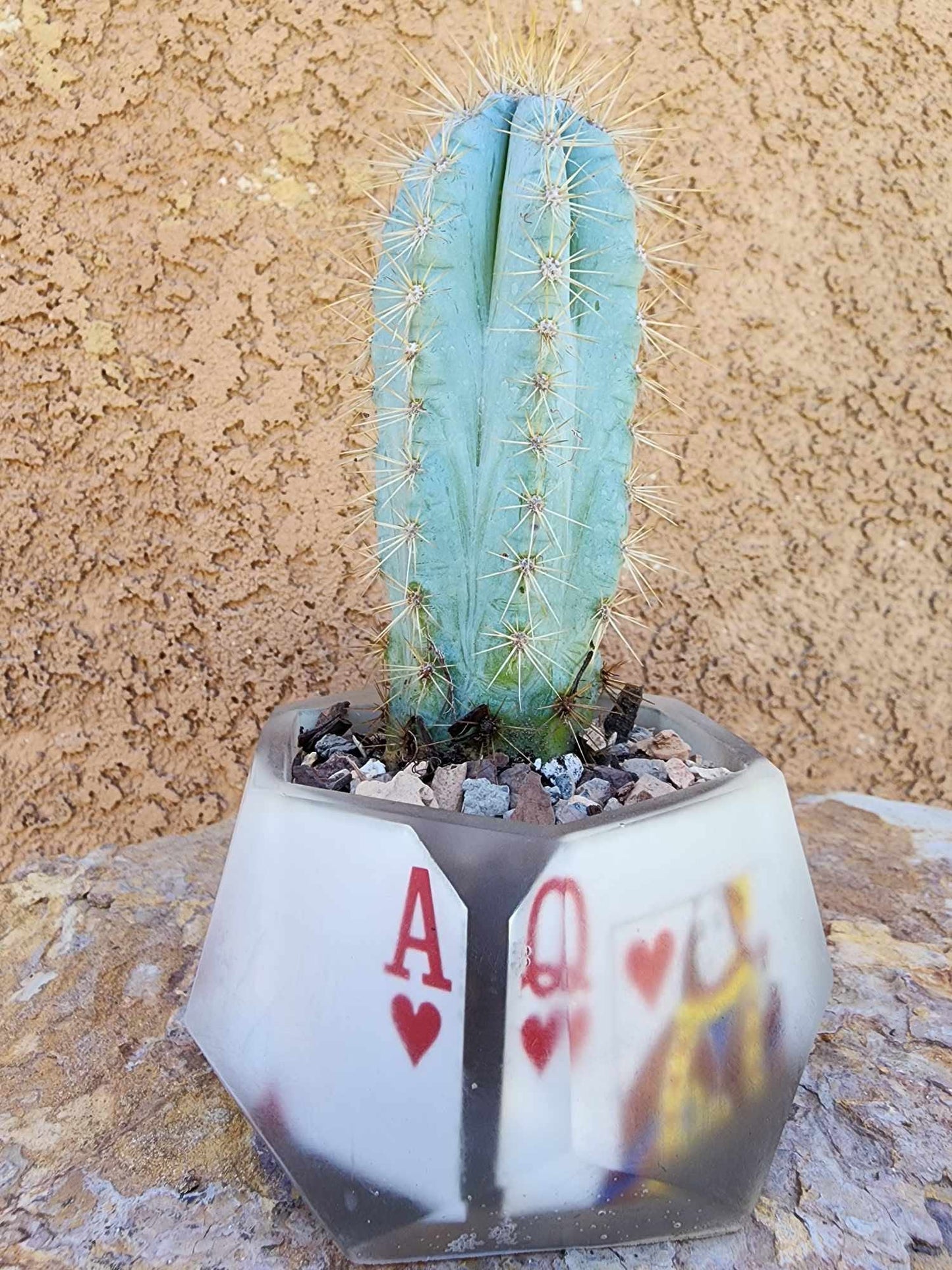 Pilosocereus Pachycladus