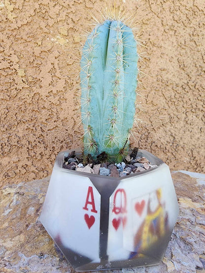 Pilosocereus Pachycladus