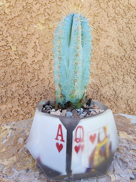 Pilosocereus Pachycladus