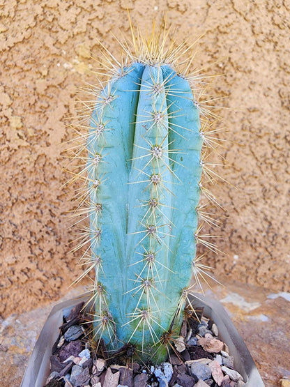Pilosocereus Pachycladus