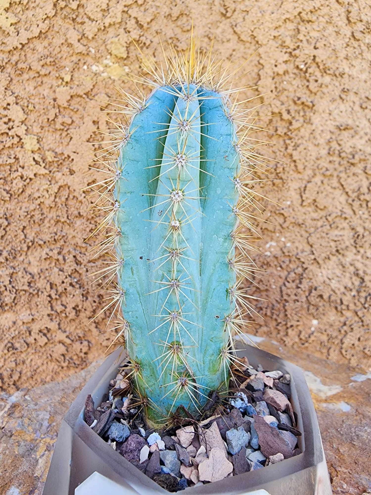 Pilosocereus Pachycladus