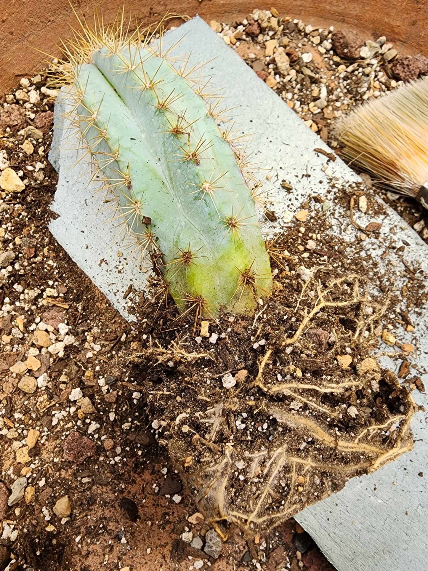 Pilosocereus Pachycladus