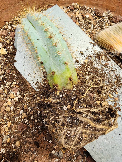 Pilosocereus Pachycladus