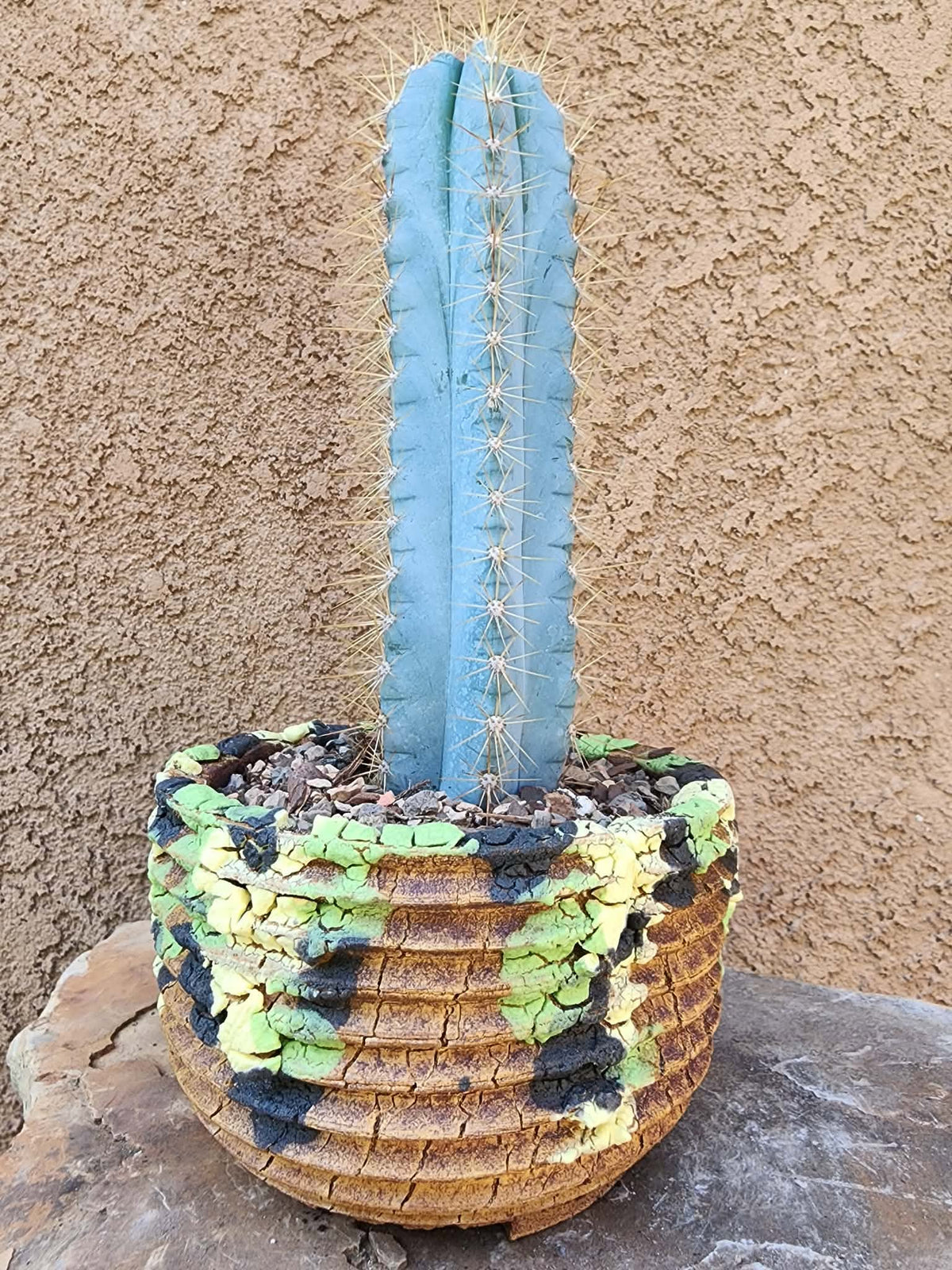 Pilosocereus Pachycladus