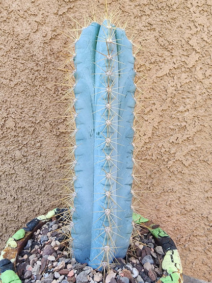 Pilosocereus Pachycladus
