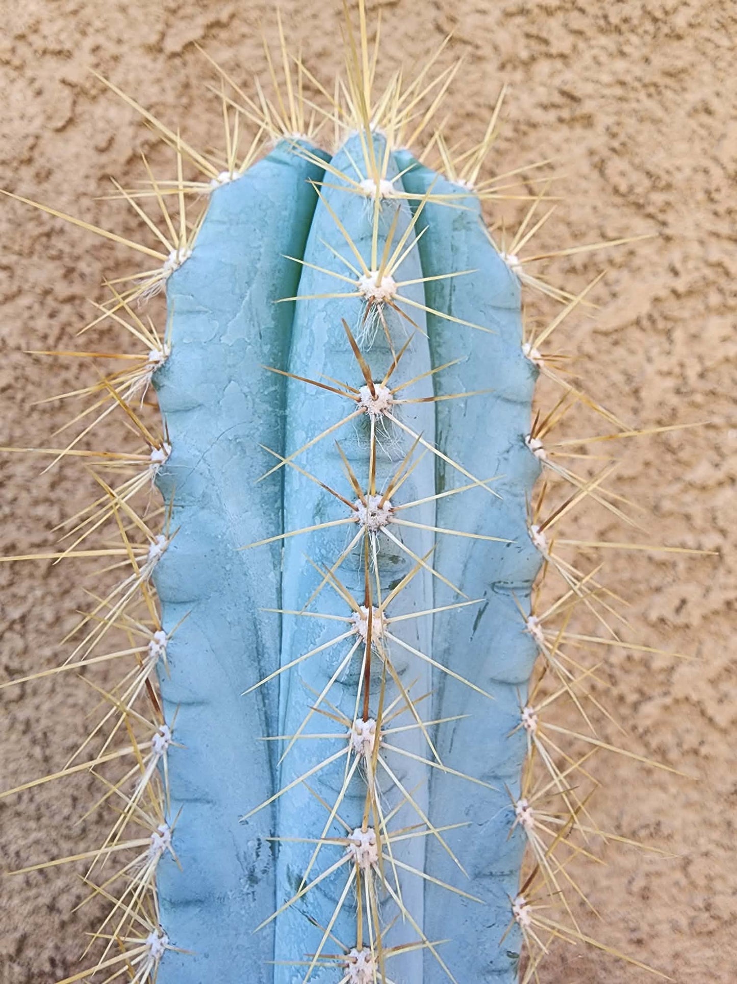 Pilosocereus Pachycladus