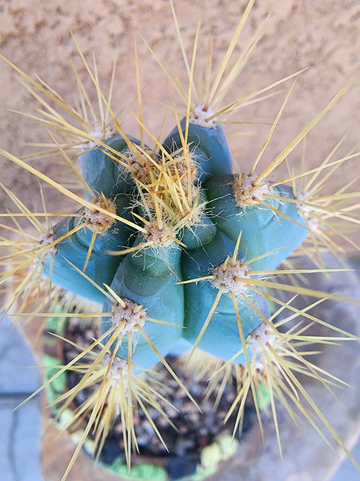 Pilosocereus Pachycladus