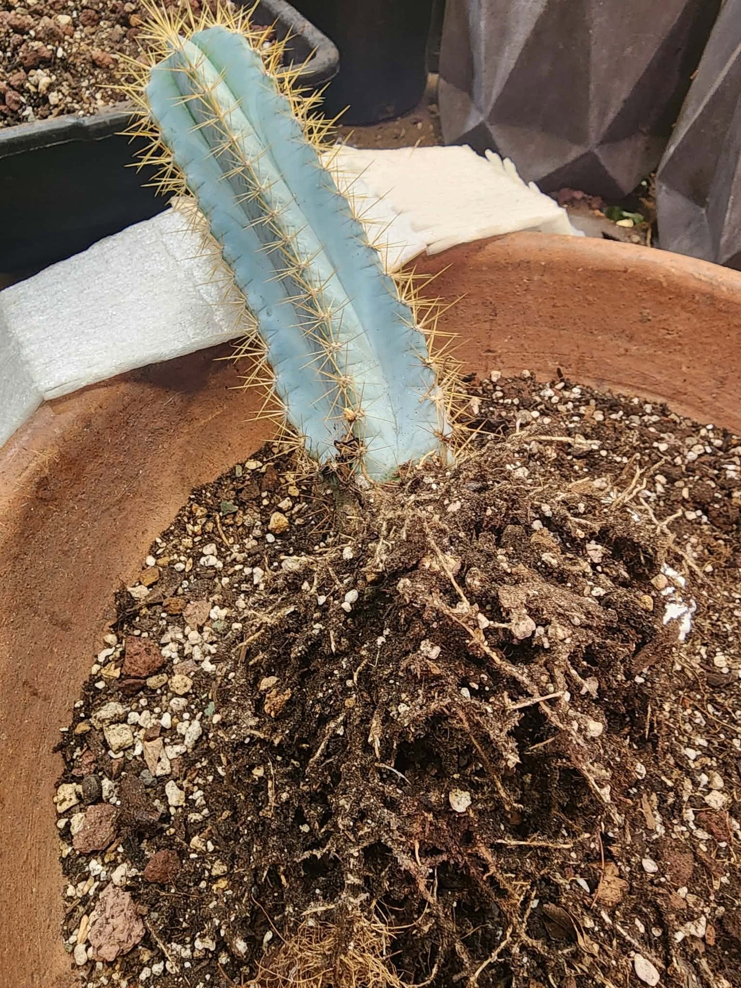Pilosocereus Pachycladus