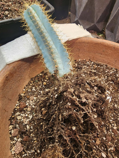 Pilosocereus Pachycladus
