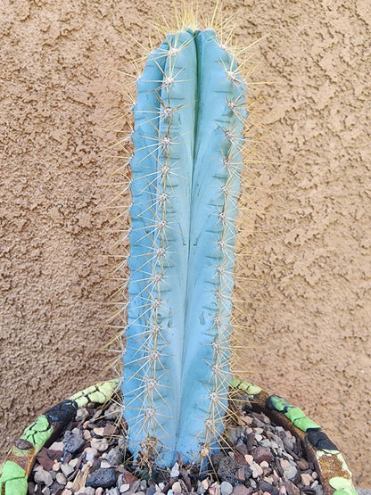 Pilosocereus Pachycladus