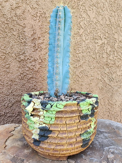 Pilosocereus Pachycladus
