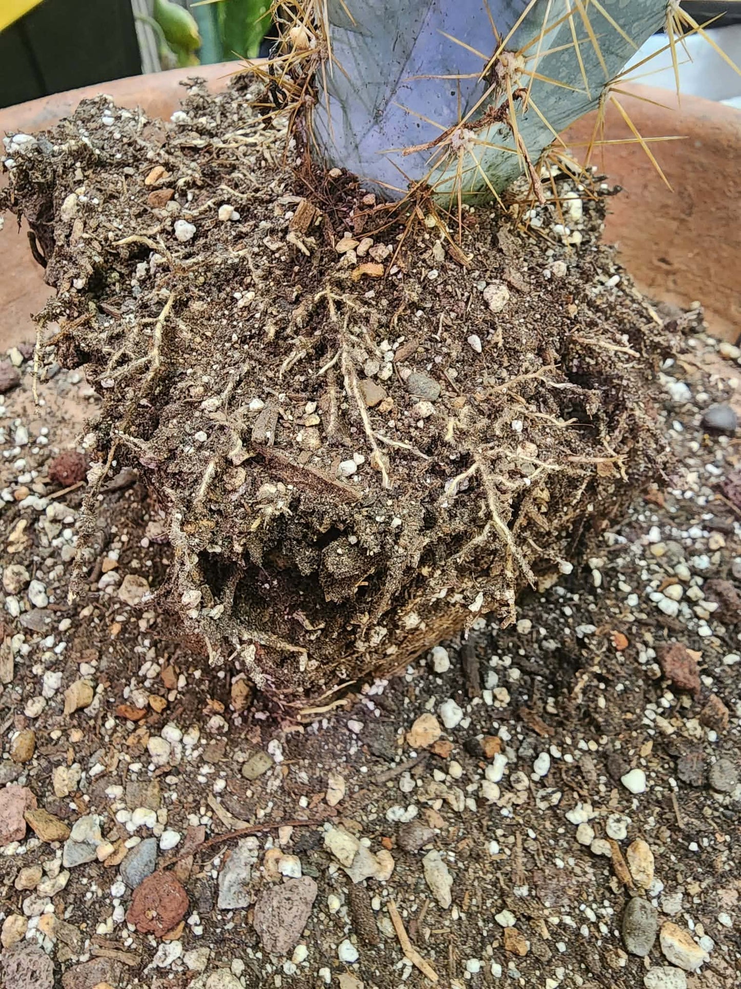 Pilosocereus Pachycladus