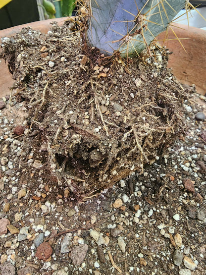Pilosocereus Pachycladus