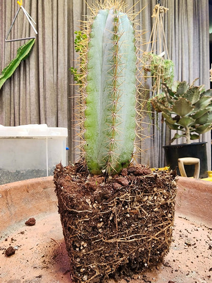 Pilosocereus Pachycladus
