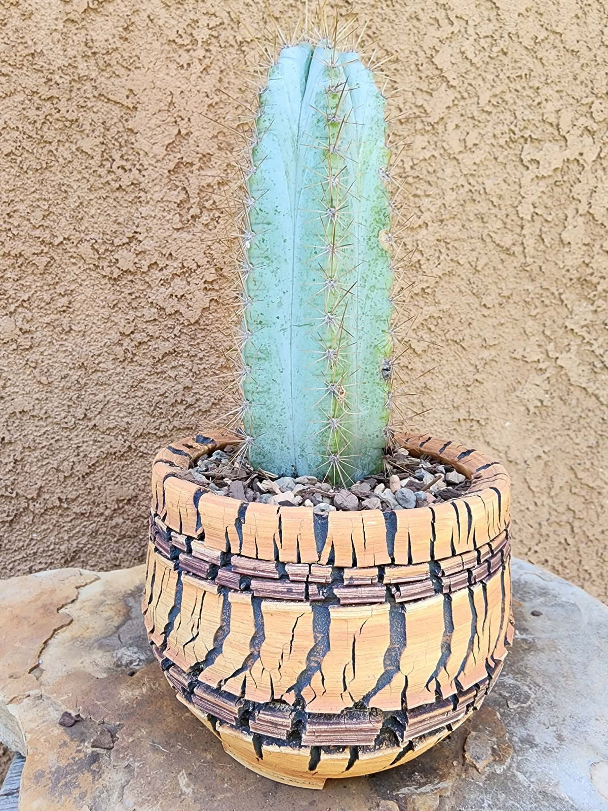 Pilosocereus Pachycladus
