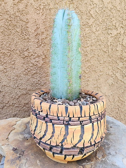 Pilosocereus Pachycladus