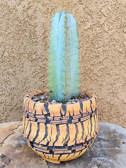 Pilosocereus Pachycladus