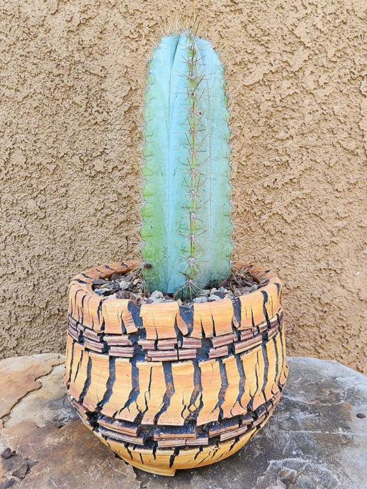Pilosocereus Pachycladus