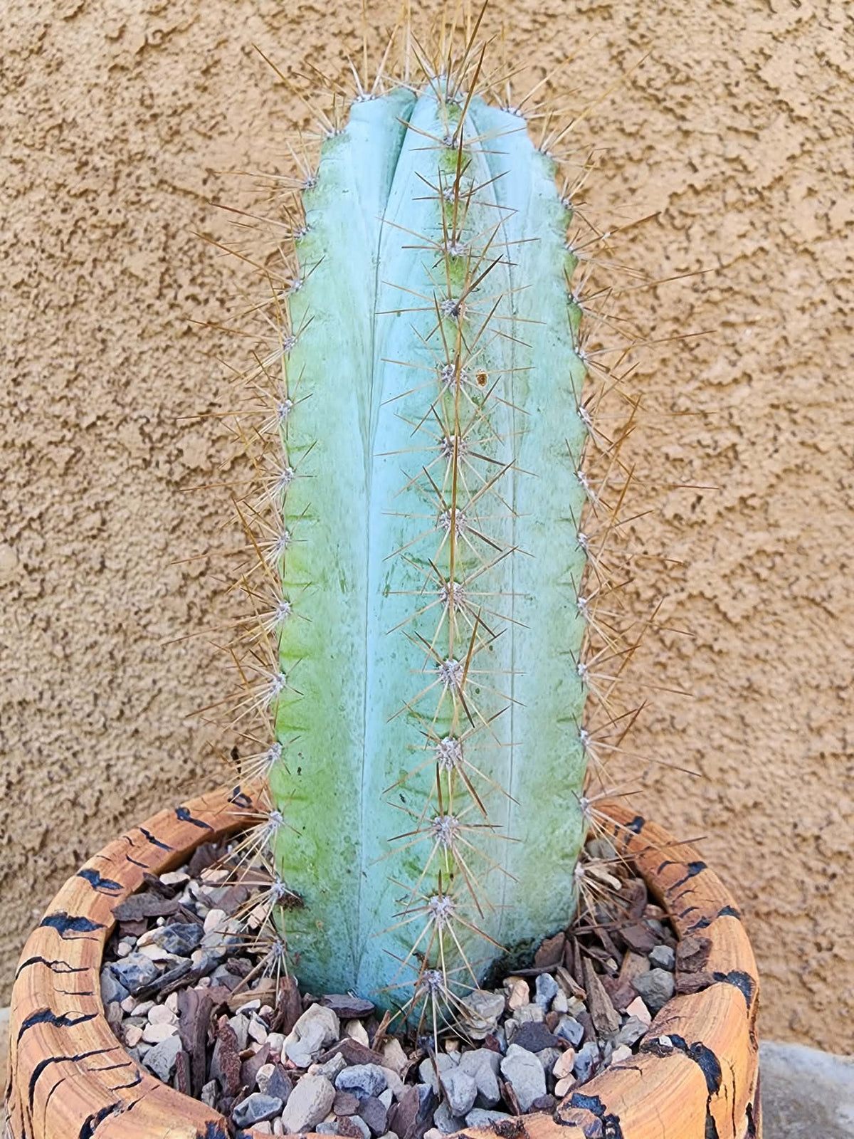 Pilosocereus Pachycladus