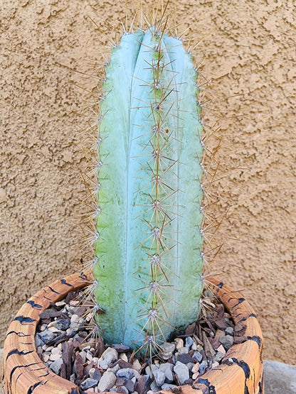 Pilosocereus Pachycladus