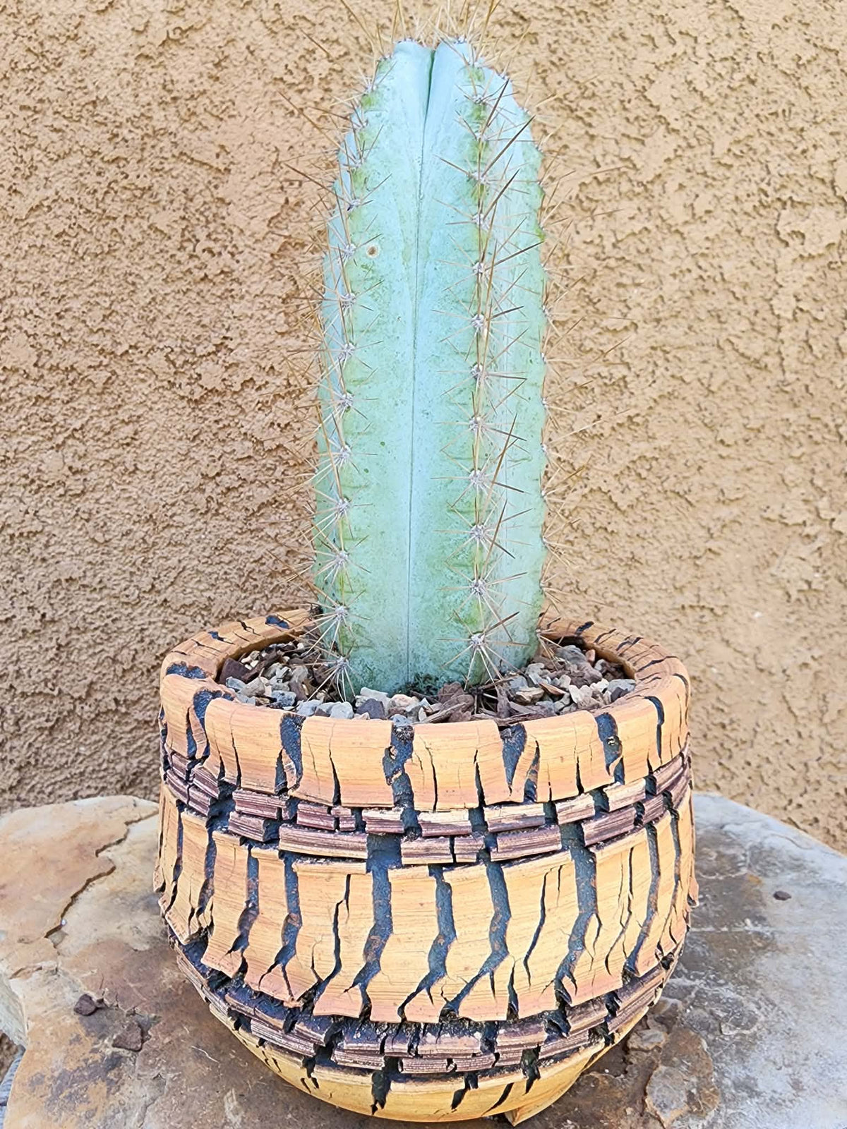 Pilosocereus Pachycladus