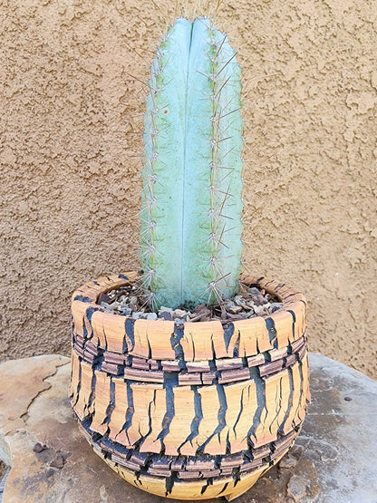 Pilosocereus Pachycladus