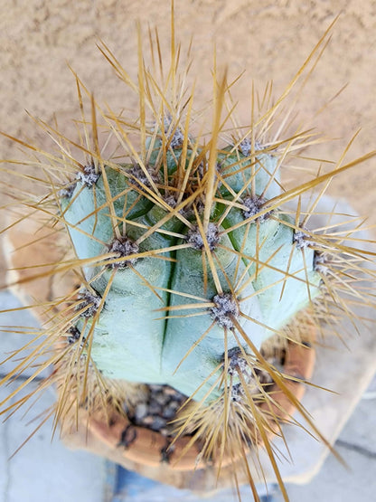 Pilosocereus Pachycladus