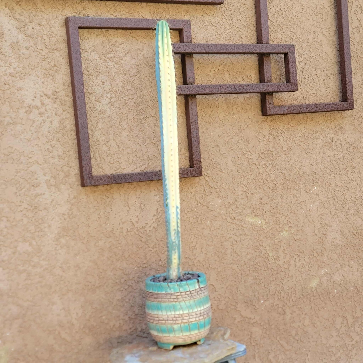 Pilosocereus Pachycladus variegata - Very Rare - 27" Tall!!  Wish List!