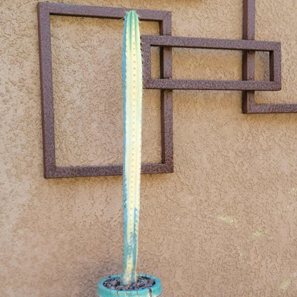 Pilosocereus Pachycladus variegata - Very Rare - 27" Tall!!  Wish List!