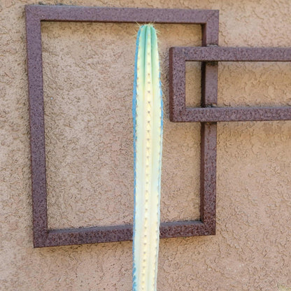 Pilosocereus Pachycladus variegata - Very Rare - 27" Tall!!  Wish List!