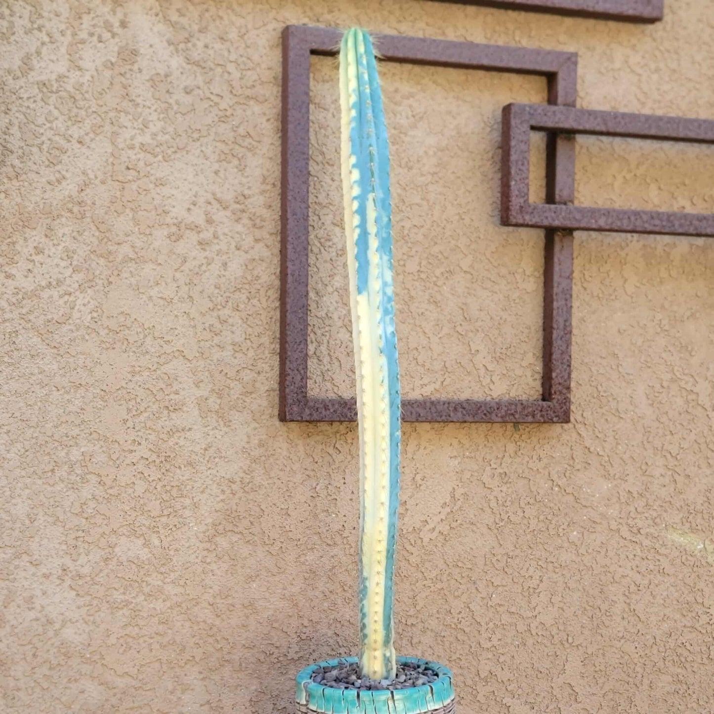 Pilosocereus Pachycladus variegata - Very Rare - 27" Tall!!  Wish List!