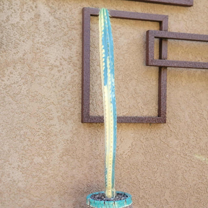 Pilosocereus Pachycladus variegata - Very Rare - 27" Tall!!  Wish List!