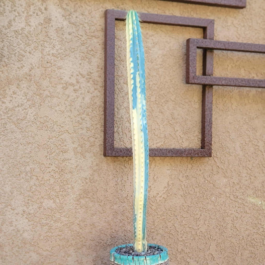 Pilosocereus Pachycladus variegata - Very Rare - 27" Tall!!  Wish List!