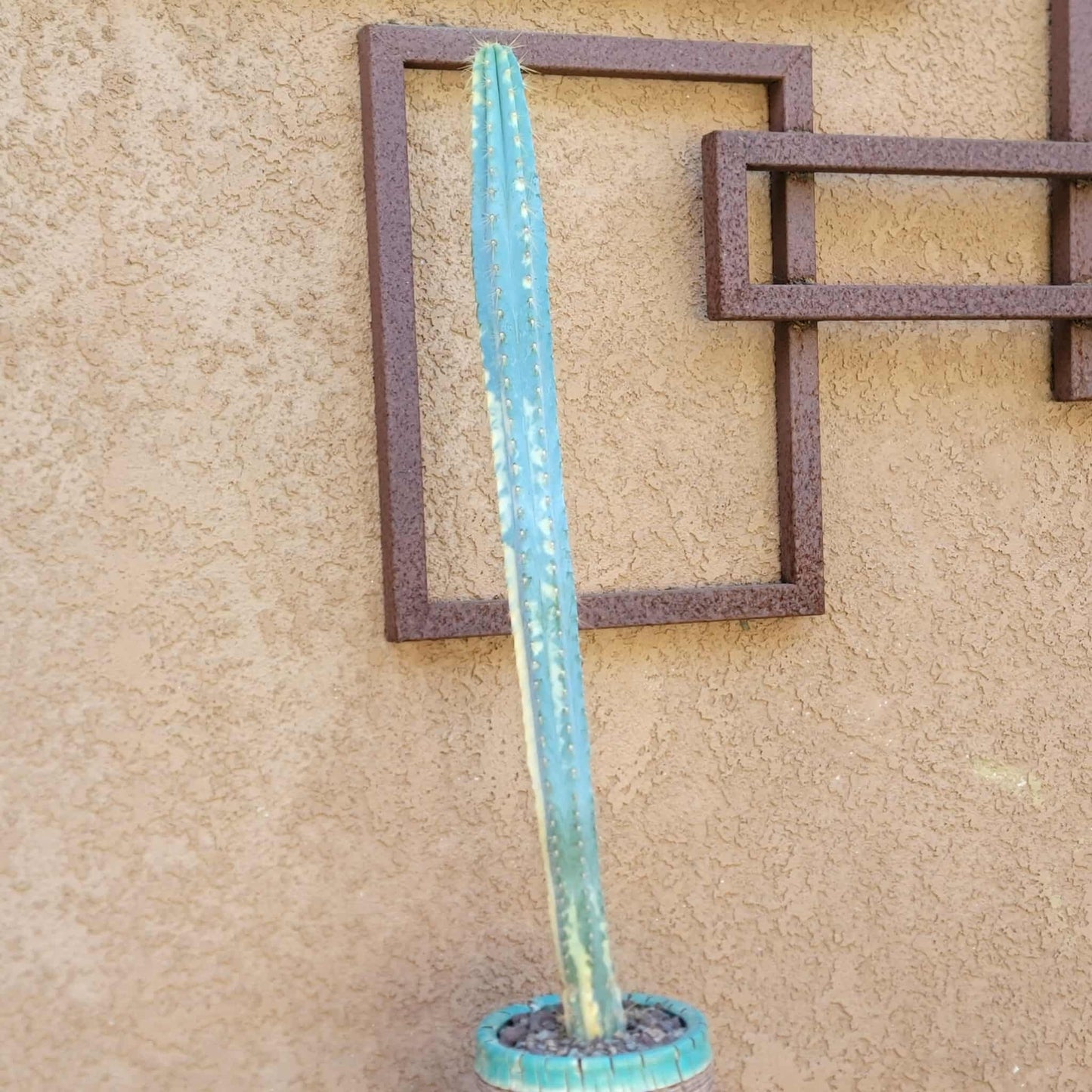 Pilosocereus Pachycladus variegata - Very Rare - 27" Tall!!  Wish List!