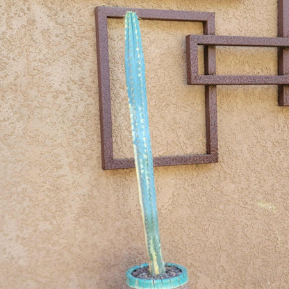 Pilosocereus Pachycladus variegata - Very Rare - 27" Tall!!  Wish List!