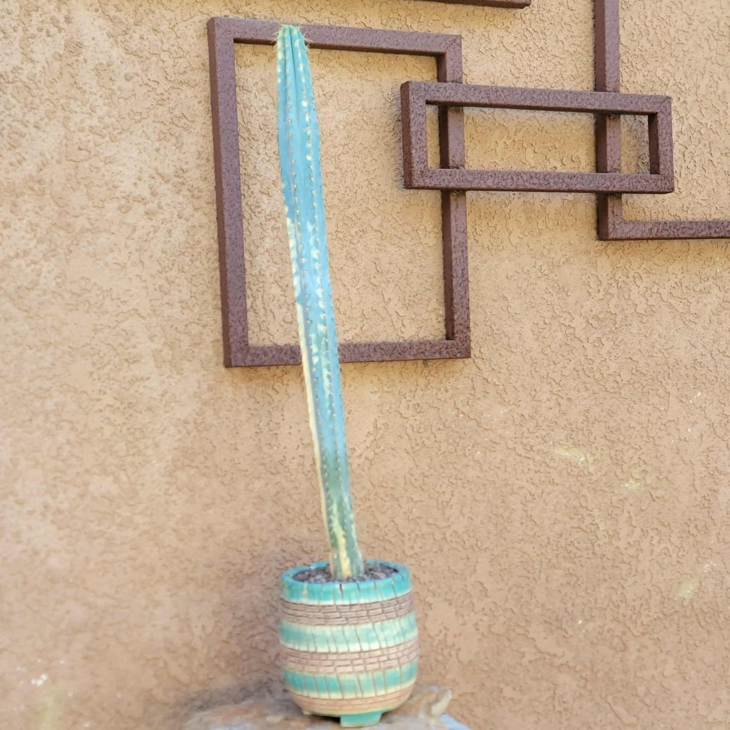 Pilosocereus Pachycladus variegata - Very Rare - 27" Tall!!  Wish List!