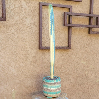 Pilosocereus Pachycladus variegata - Very Rare - 27" Tall!!  Wish List!