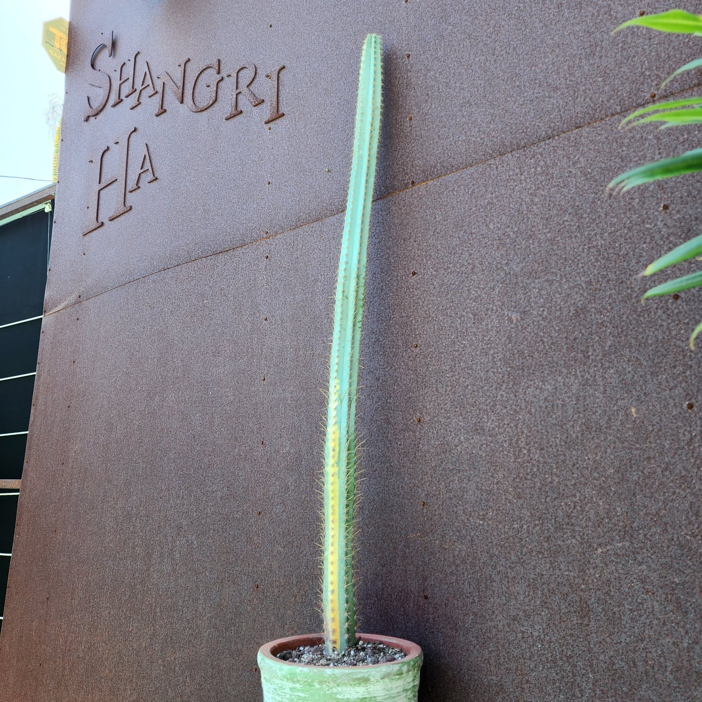 Pilosocereus Pachycladus variegata - Very Rare - 53" Tall!!  Wish List!