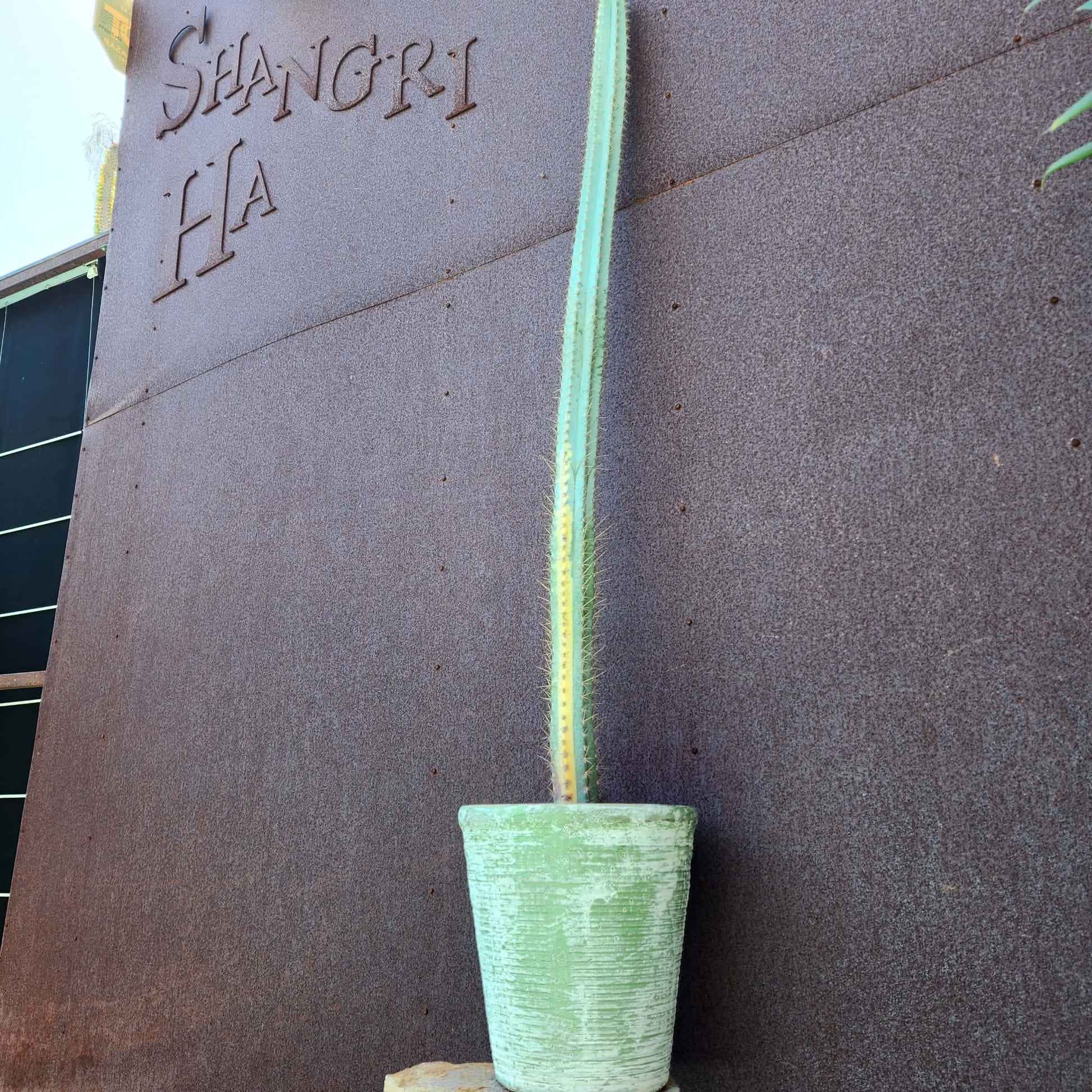 Pilosocereus Pachycladus variegata - Very Rare - 53" Tall!!  Wish List! collector cactus specimen