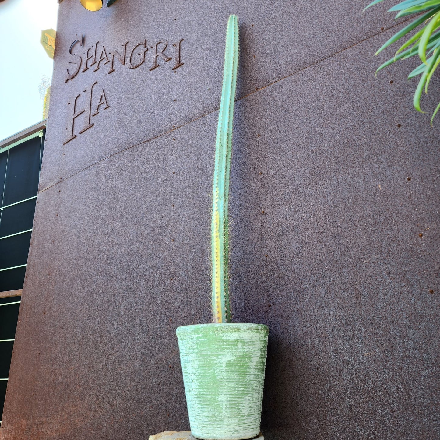 Pilosocereus Pachycladus variegata - Very Rare - 53" Tall!!  Wish List!