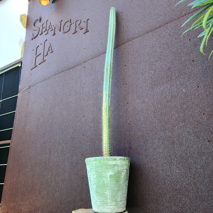 Pilosocereus Pachycladus variegata - Very Rare - 53" Tall!!  Wish List!