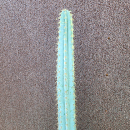 Pilosocereus Pachycladus variegata - Very Rare - 53" Tall!!  Wish List!
