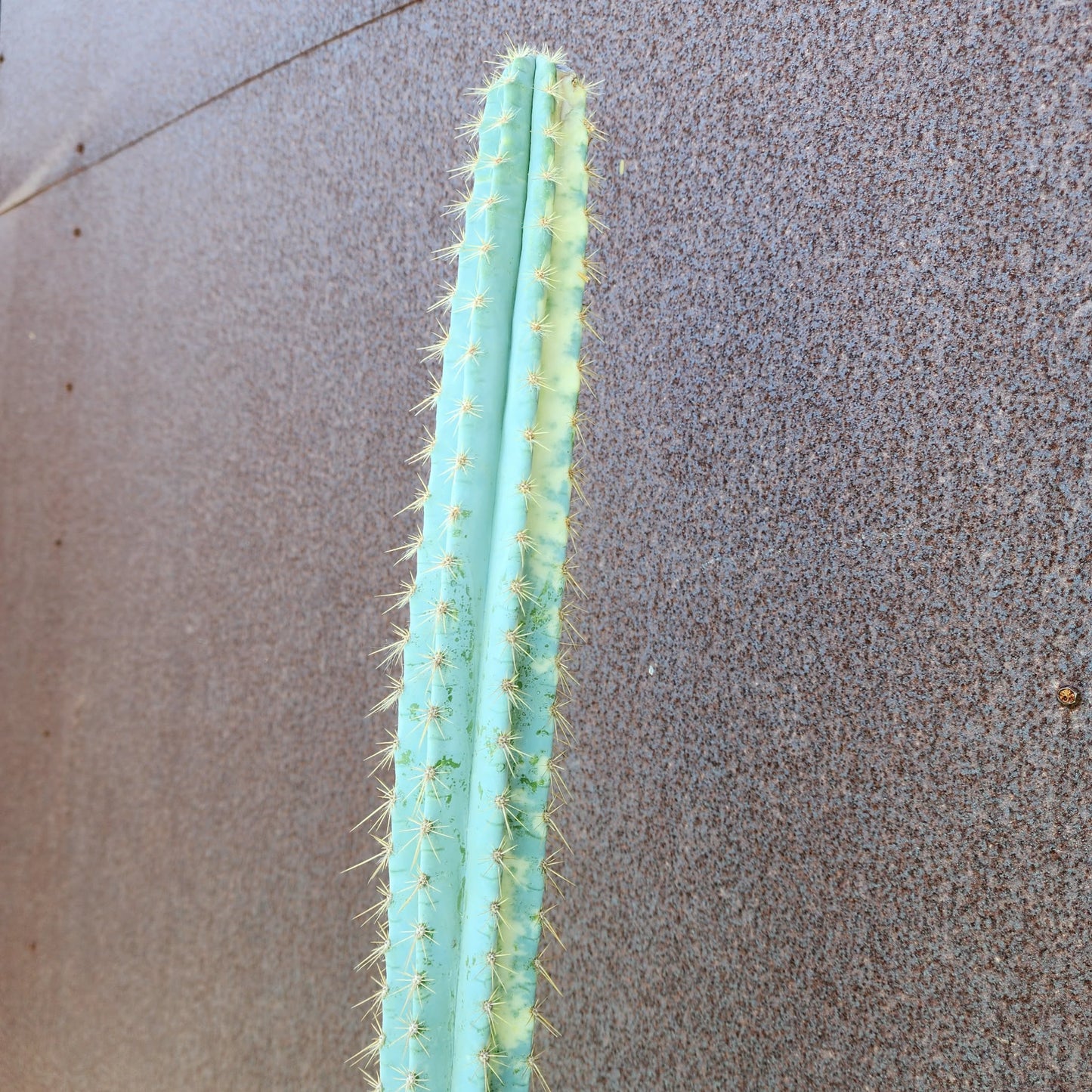 Pilosocereus Pachycladus variegata - Very Rare - 53" Tall!!  Wish List!