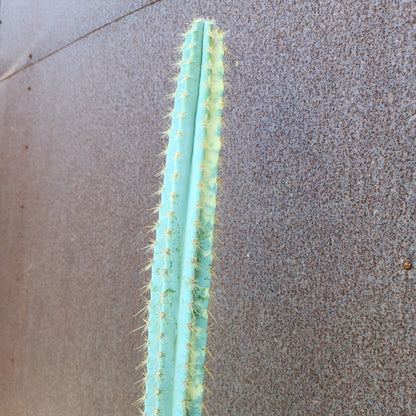 Pilosocereus Pachycladus variegata - Very Rare - 53" Tall!!  Wish List!